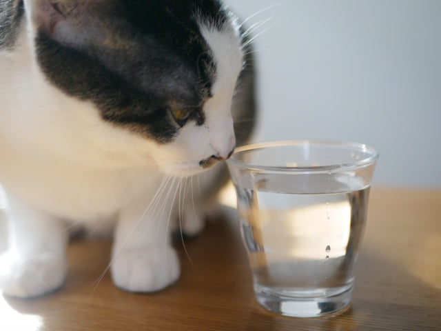 猫が水をあまり飲まない原因と対策｜病気のサインと水分補給の工夫