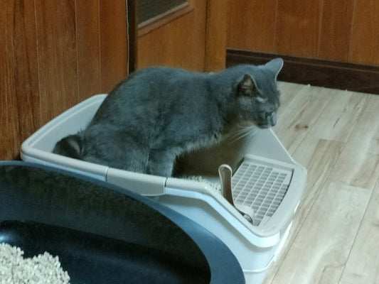 猫のトイレ失敗が増えた原因と対策｜叱らない正しいしつけ方