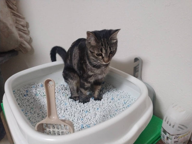 猫のトイレが臭い原因と対策｜掃除や猫砂選びで徹底消臭