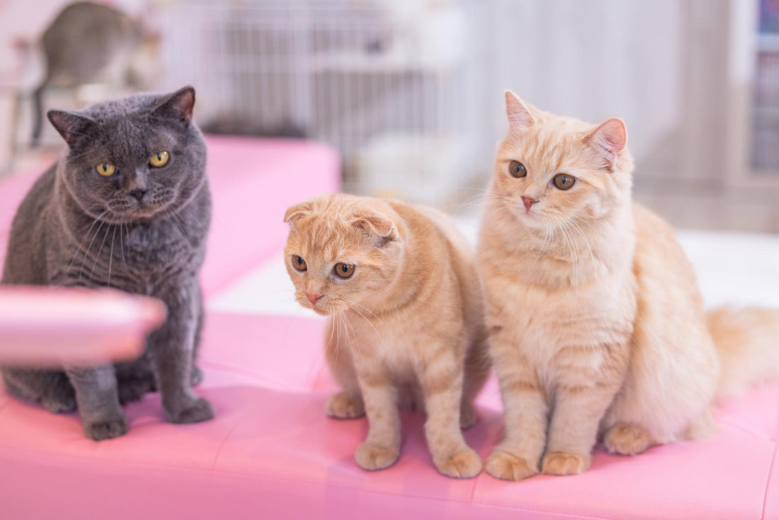 多頭飼いの食事管理｜犬・猫のご飯の横取りを防ぐ簡単なコツ