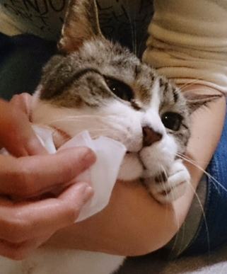 ソイエスト　本体 400ml